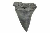Fossil Broad-Toothed Mako Tooth - South Carolina #214546-1